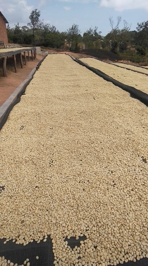 Authentic operations at Southern Wing Co Ltd