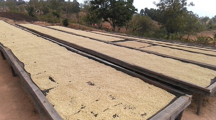 Authentic coffee drying beds at Southern Wing Co Ltd